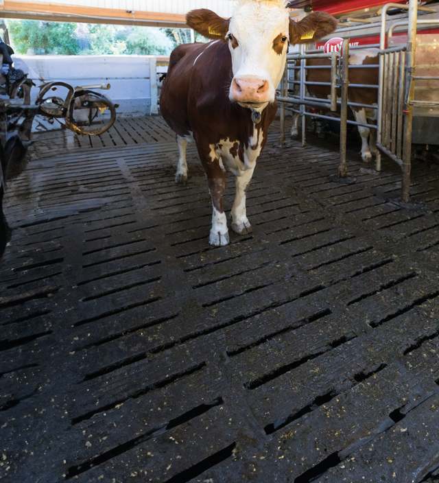 Gumové podlahy